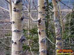 Beautiful Fall Color Trees in Eagle River Alaska