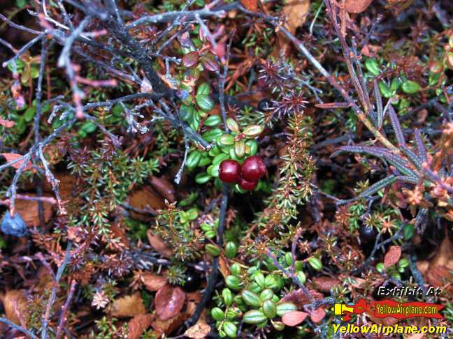 Native wild blueberries in Alaska