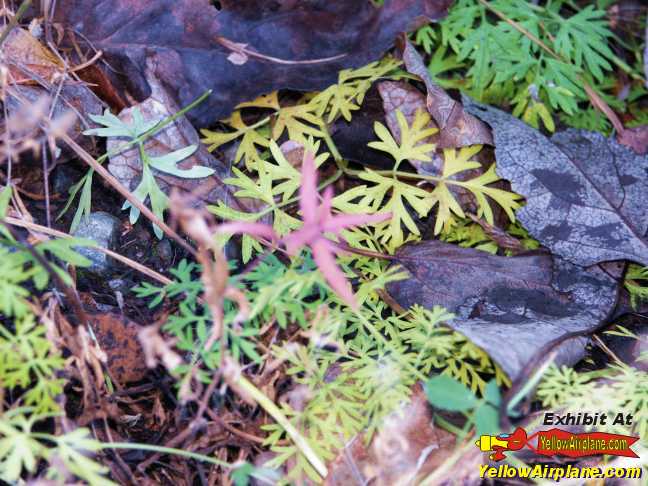 Ground Plants growing in Alaskia