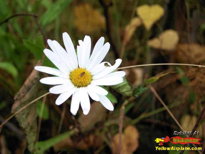 Blooming fall forest flowers near October 1st near Anchorage Alaska