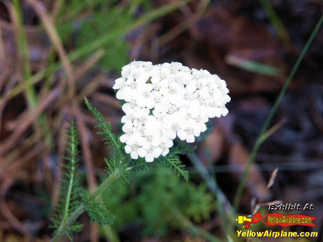 Native Plants Blooming in the Fall near Anchorage Alaska about Oct. 12st