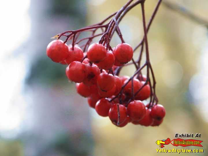 Red Berrys growing in the woods of Alaska