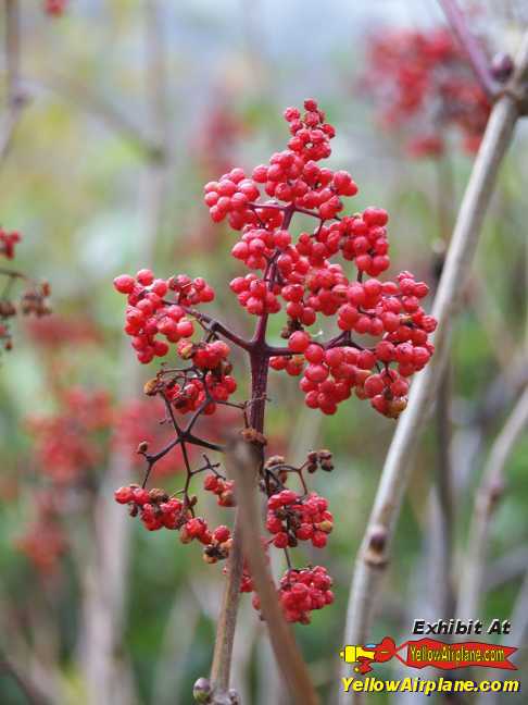 Red Berries growing in the backwoods of Alaska