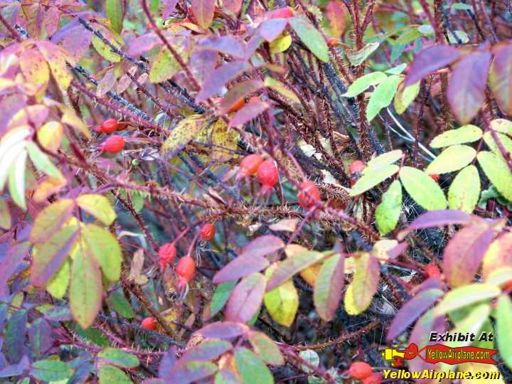 Red Ground Berries in Alaska growing on the forest floor