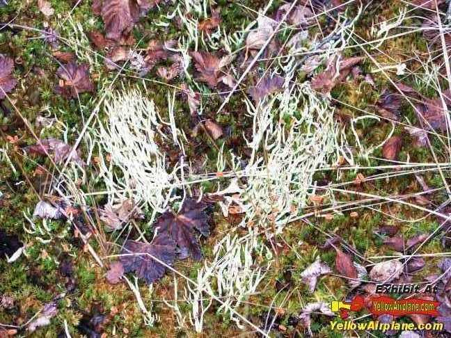 The most beautiful are the Wild Gardens of Alaska