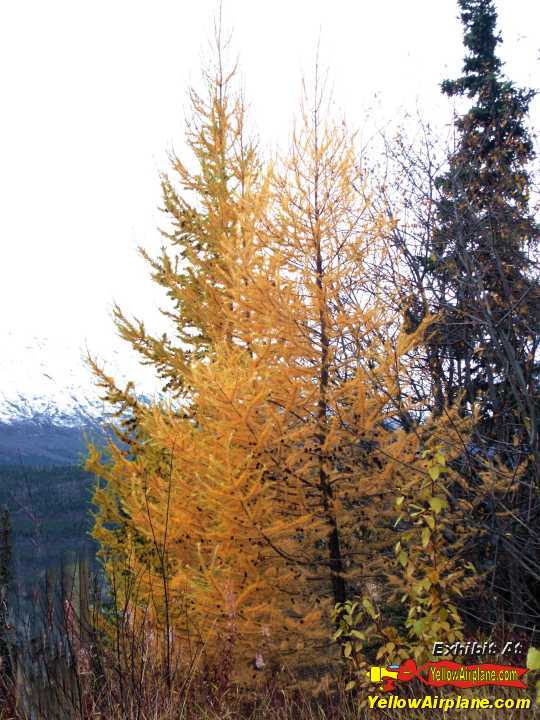 Tamarak Trees near Meekins Radhouse on Alaska Highway 1