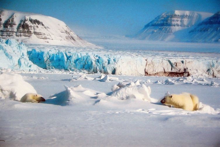 Two Polar Bears are playing on Svalbard.