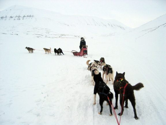 A great dog mushing photo.