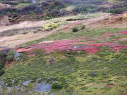 Mountain plants growing in September about 100 miles north of Valdez Alaska